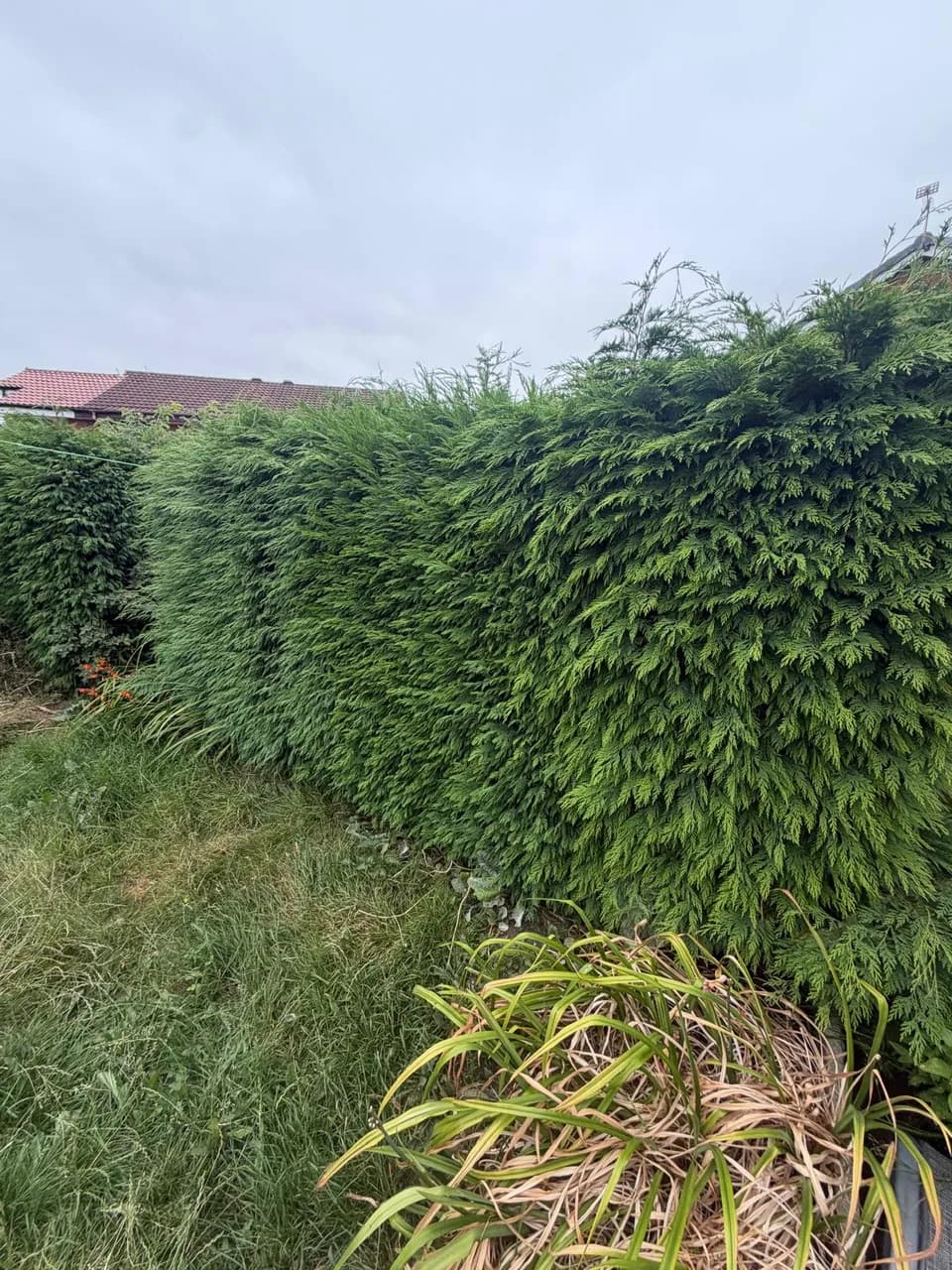 Uneven conifer hedge growth before trimming at a Warrington garden