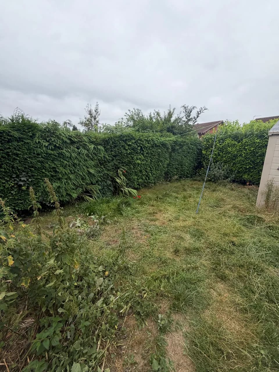 Long grass and overgrown conifer hedges before a garden tidy-up in Warrington
