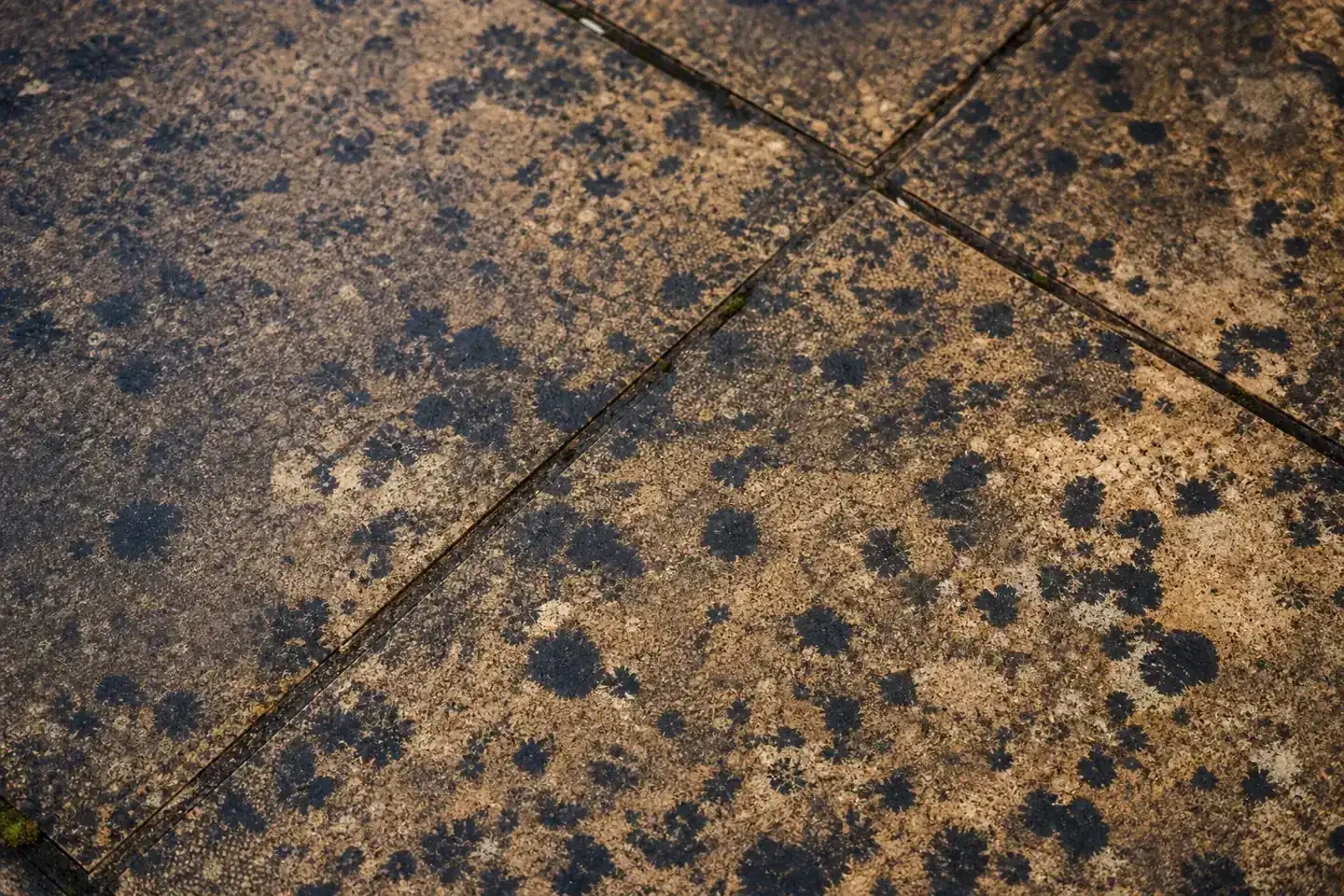 Indian sandstone patio at a Chester home with stubborn black lichen spots on one half and clean restored slabs on the other