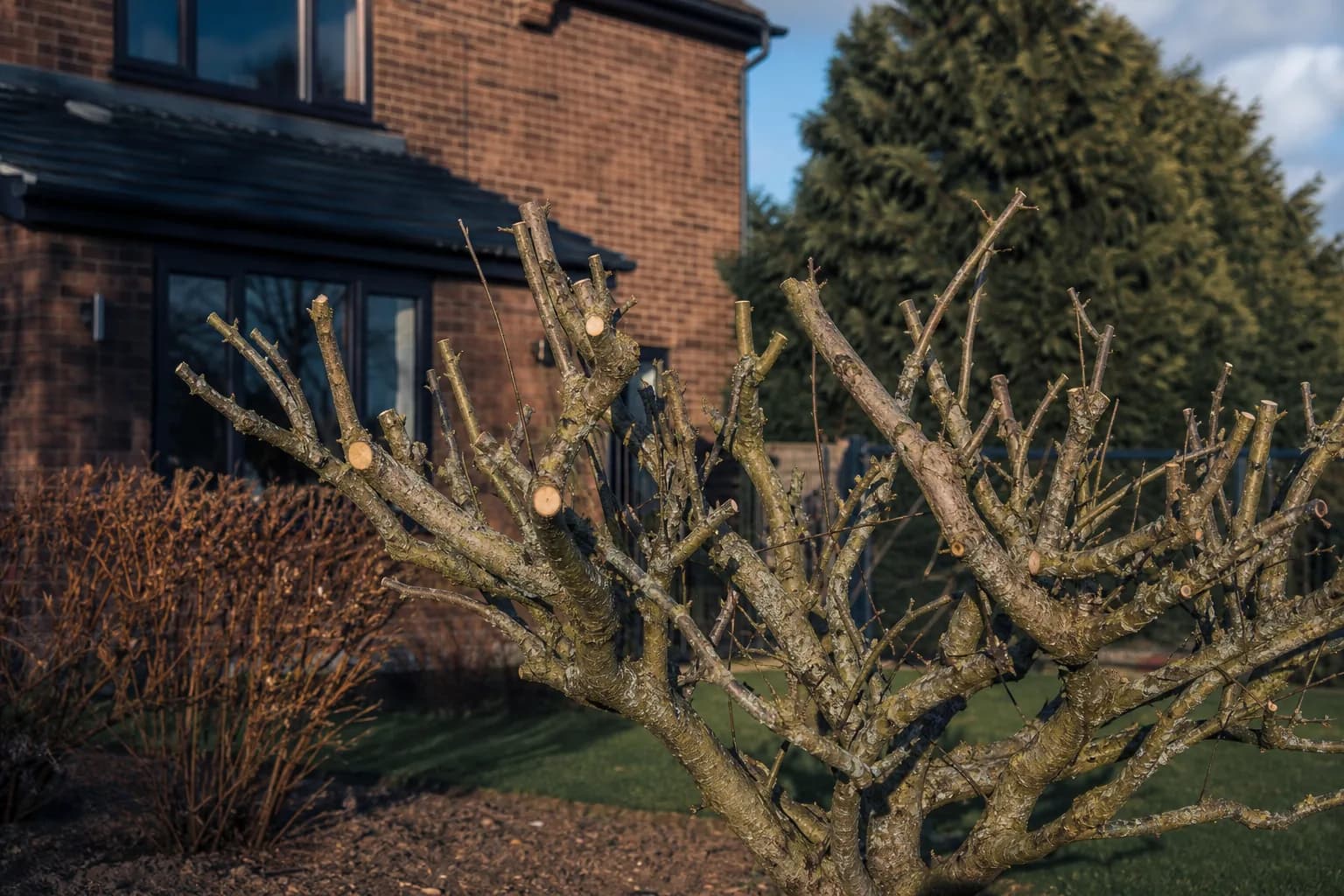 A pruning saw and loppers beside a partly reduced apple tree in a Chester back garden in winter