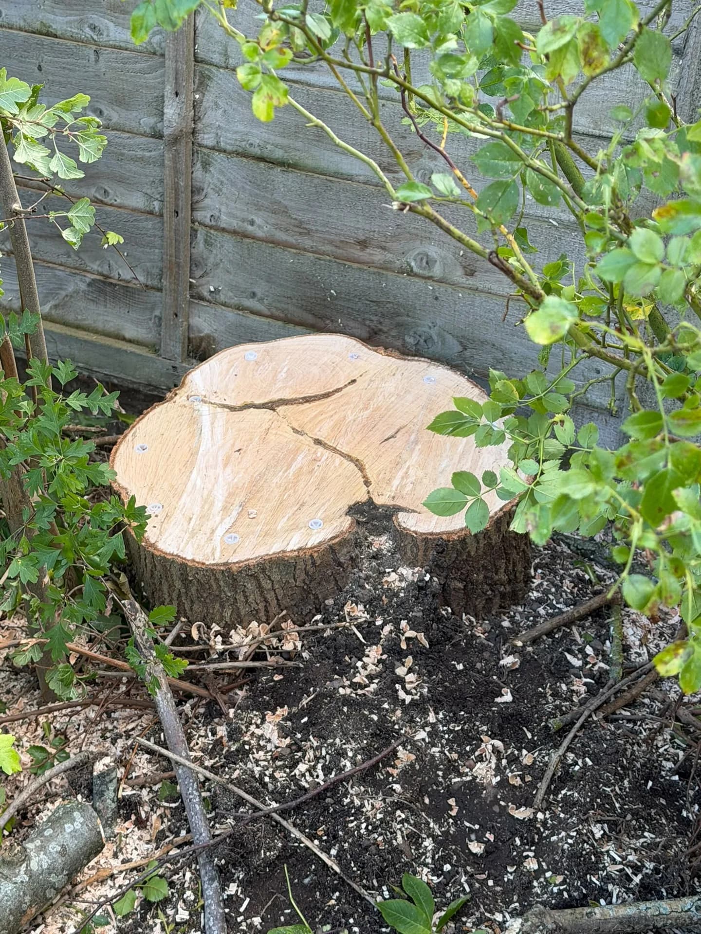 Remaining cut tree stump beside a timber fence, surrounded by planting, wood shavings and sawdust