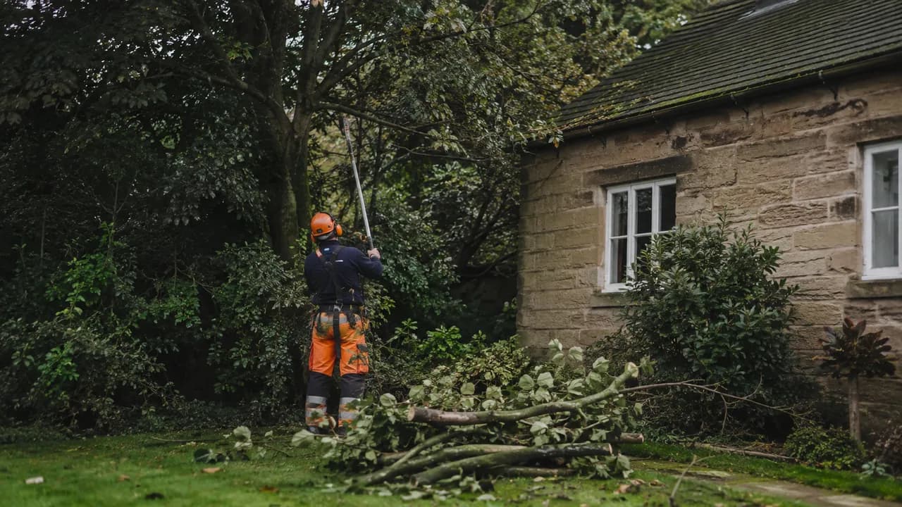 Tree reduction in progress on a sandstone cottage under heavy tree cover in Lymm village, Cheshire, damp and leafy